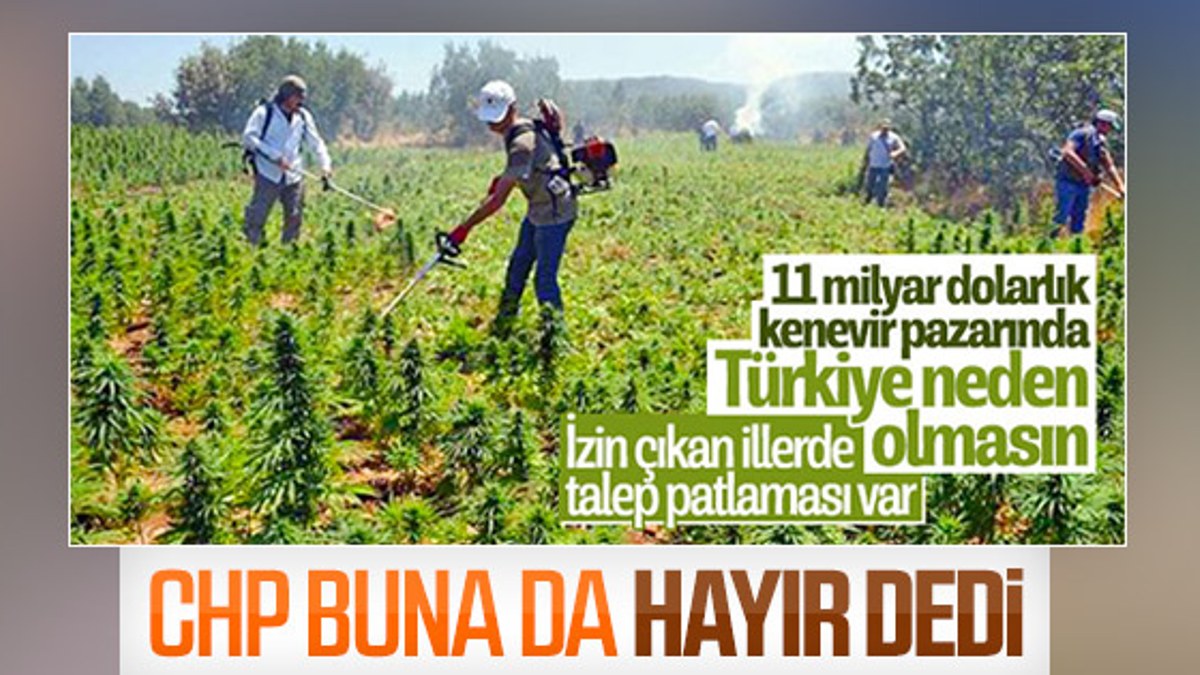 CHP'li vekil kenevir üretimine karşı çıktı
