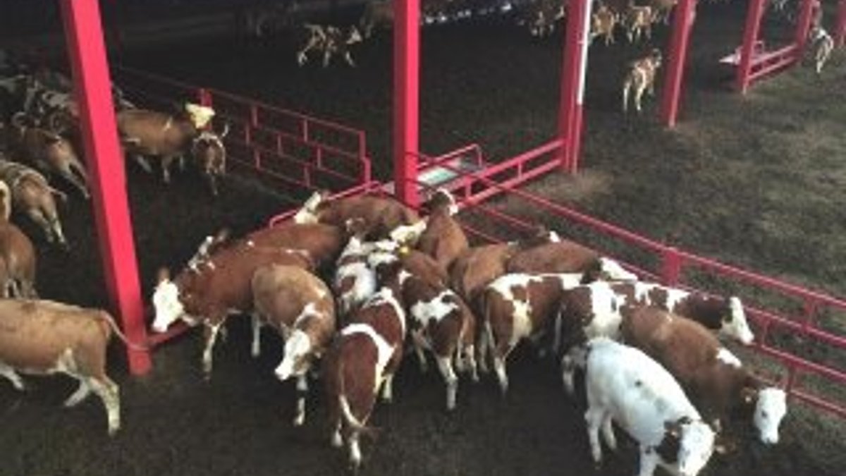 Aydın’da ineklerin drone'la imtihanı