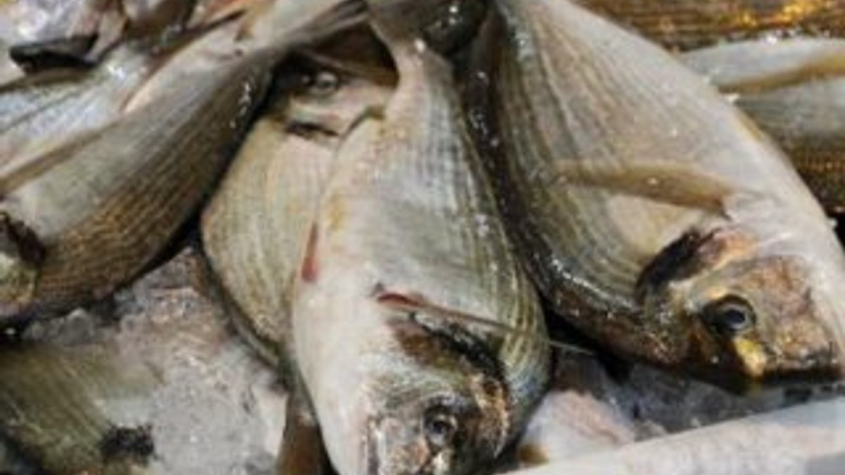 Bilim insanları: Yağlı balık ölümü tetikliyor