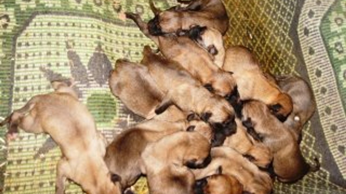 Manisa'da bir köpek 18 yavru doğurdu