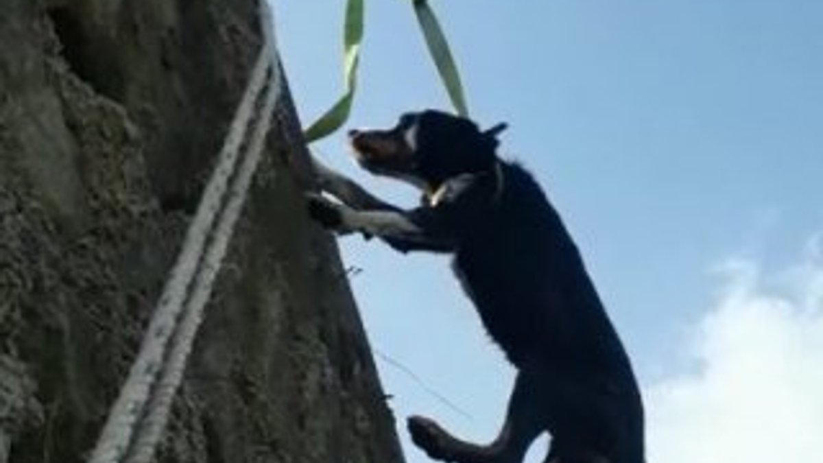Trabzon'da dereye düşen köpeği kurtardılar