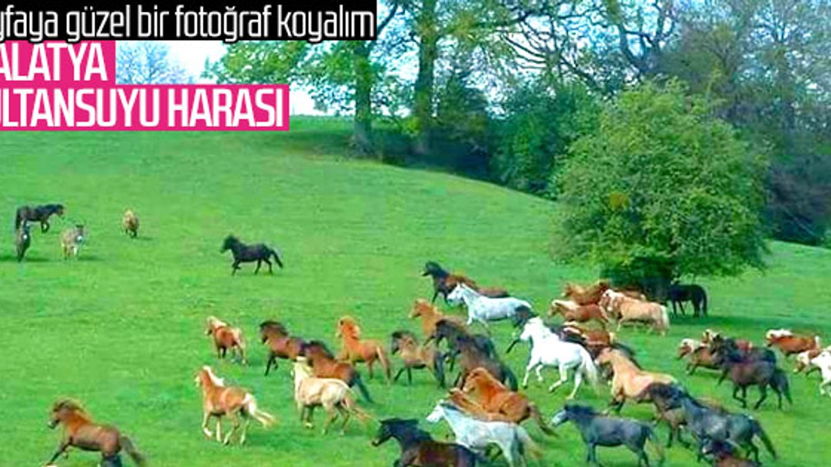 En güzel atların yetiştiği yer: Sultansuyu Harası