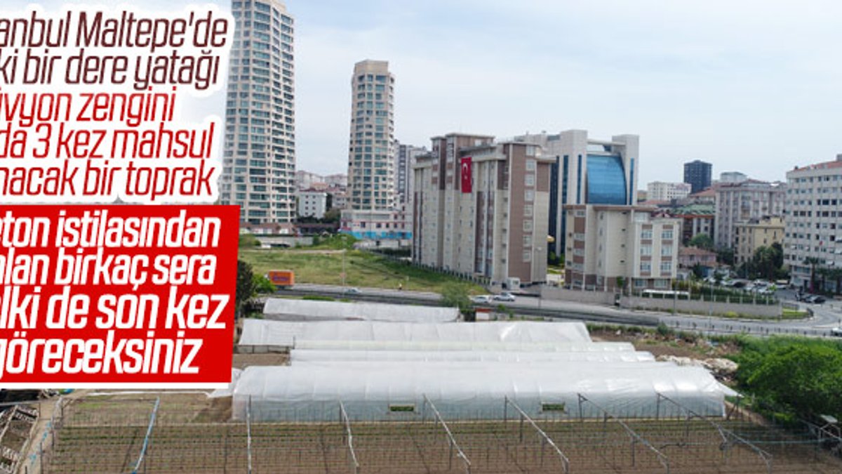 İstanbul'un göbeğinde sera bahçesi görüntülendi