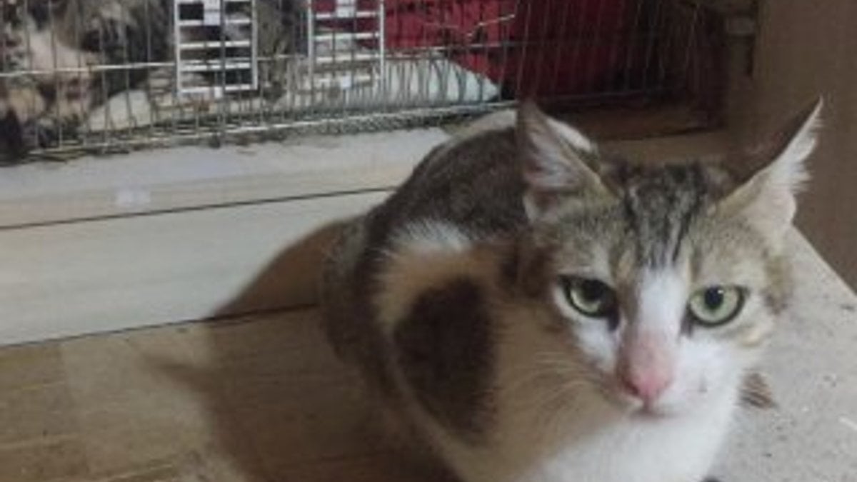 Bursa'da ürkütücü olay: 5 yavru kedinin başını kestiler