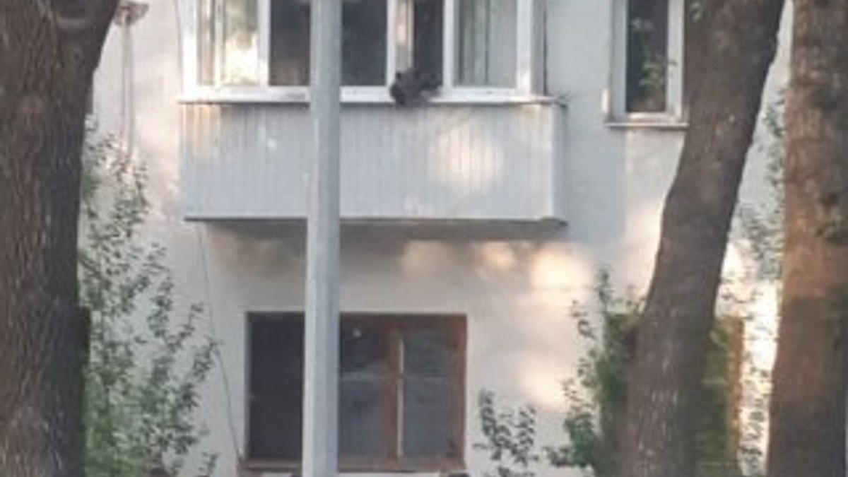 Rusya'da ayı balkona tırmandı