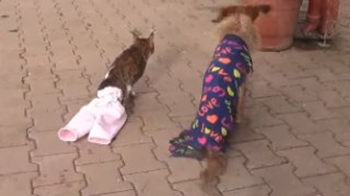 İstanbul'da engelli kedi ve köpeğin dostluğu