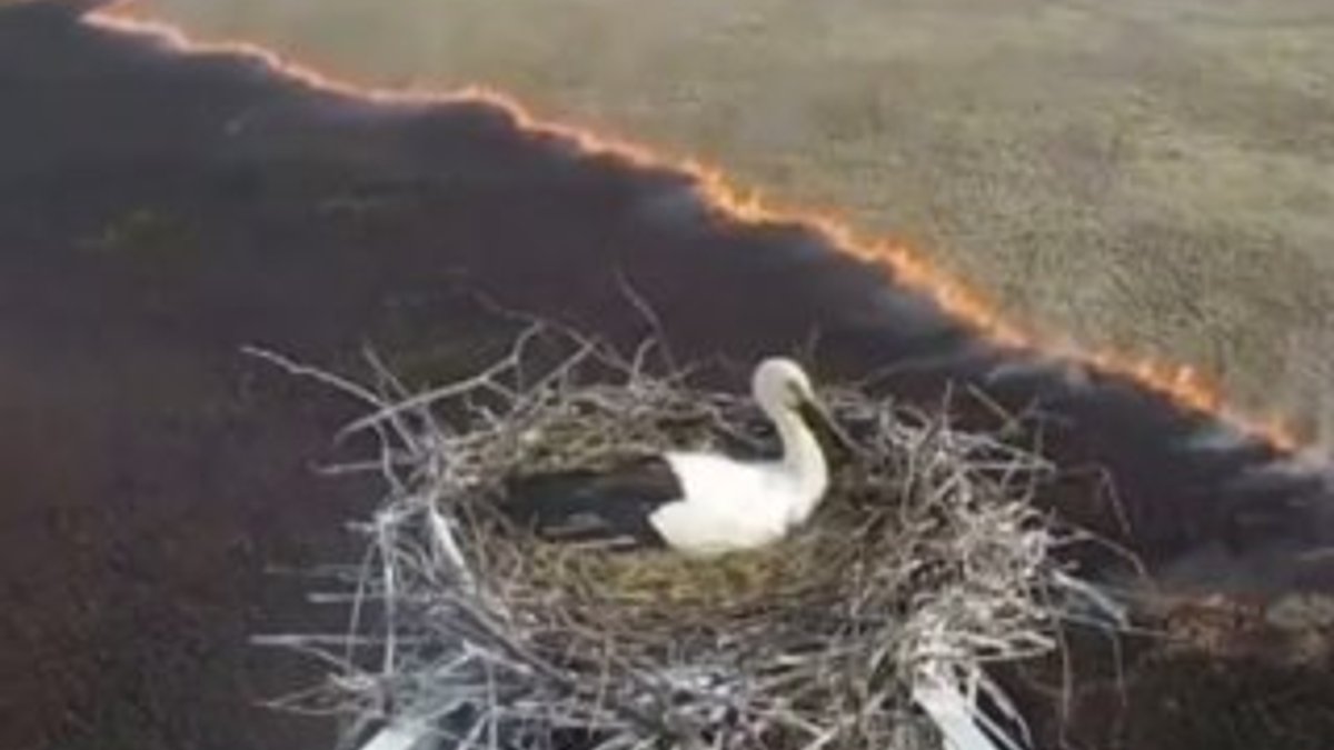 Rusya'da leylek yangın ortasında yumurtladı