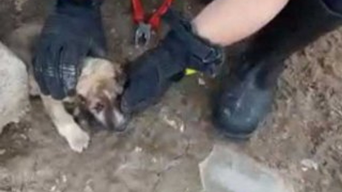 Başı kavanoza sıkışan yavru köpek kurtarıldı