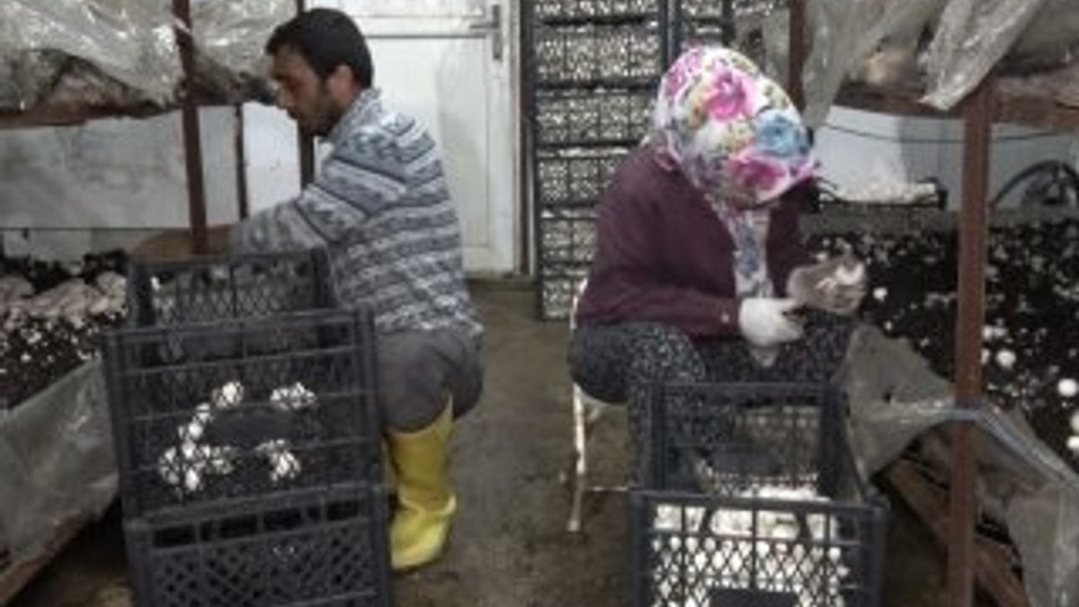 Kırıkkale'de genç çiftçi desteğiyle 220 ton kültür mantarı üretiyor