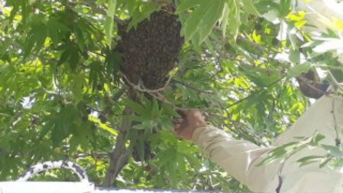 Adıyaman'da firari arıları itfaiye yakaladı