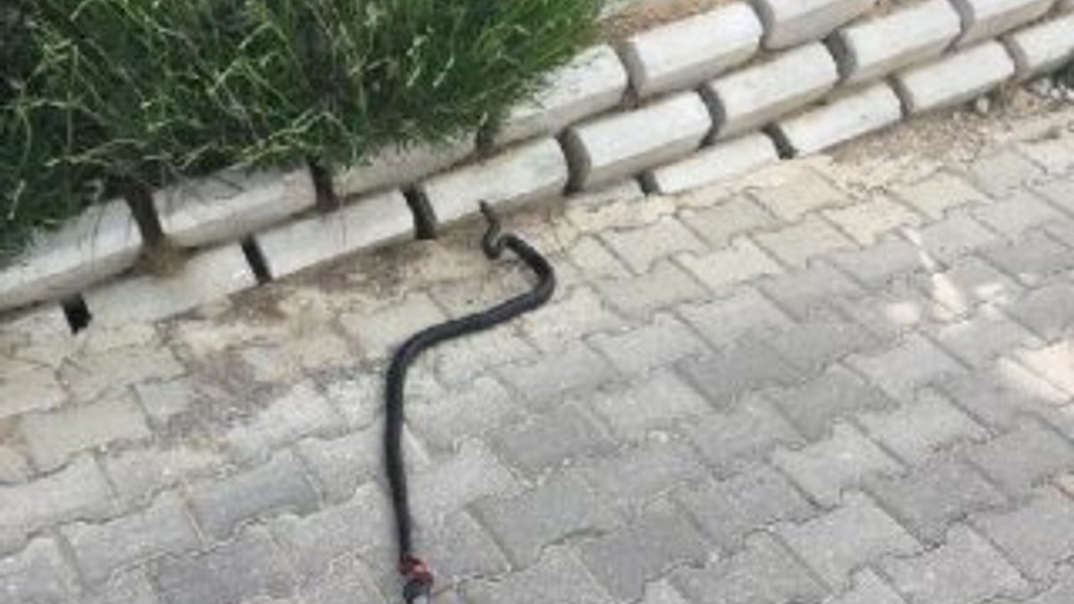 Hastane bahçesinde yakalanan yılan doğaya salındı