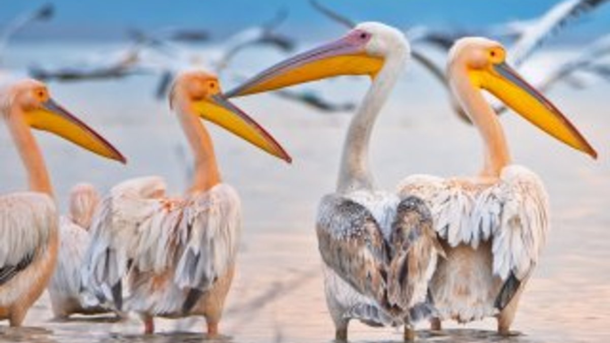 Manyas Kuş Cenneti'nde ak pelikanların uyumu