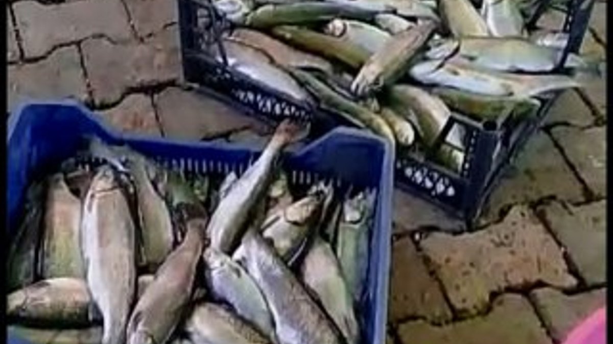 Diyarbakır'da 400 kilo balık telef oldu