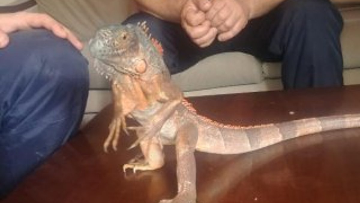 Düzce'de cami deposundan iguana çıktı