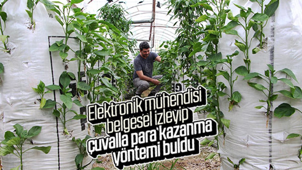 Antalya'da elektrik mühendisi biber üretiminde çığır açtı
