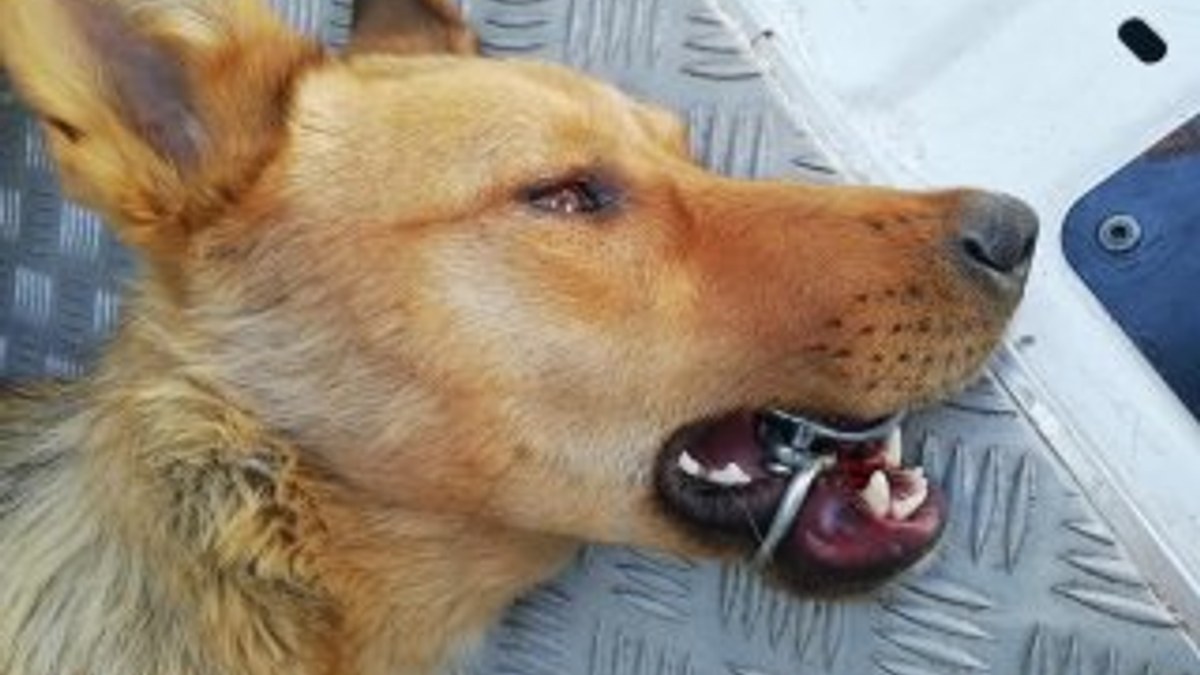 Ağzına çelik halka sıkışan köpeği AFAD kurtardı