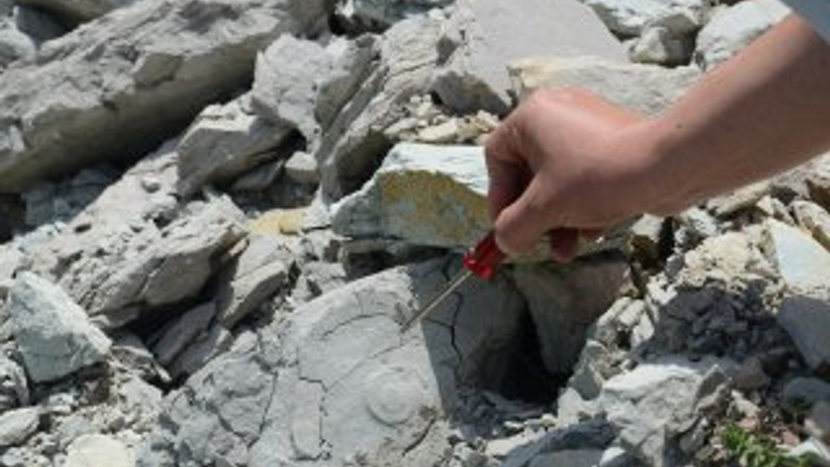 Zonguldak’da dinozorlar çağından kalma fosillere rastlandı