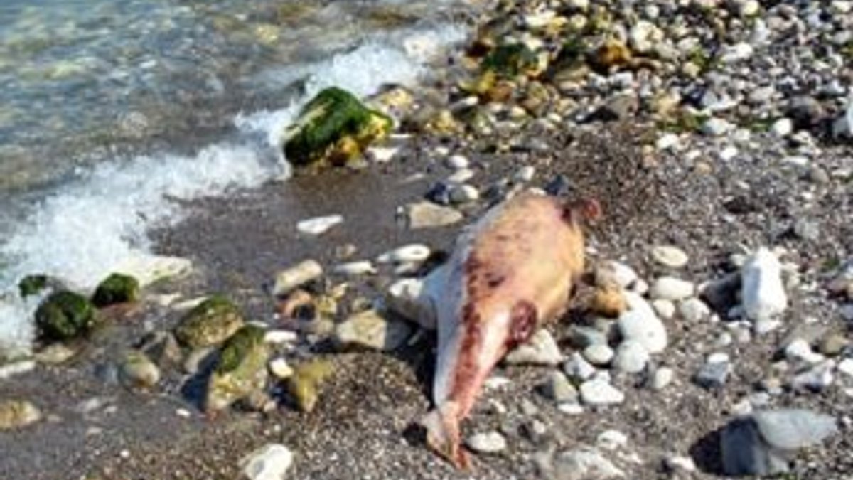 Zonguldak'ta ölü yunuslar karaya vurdu