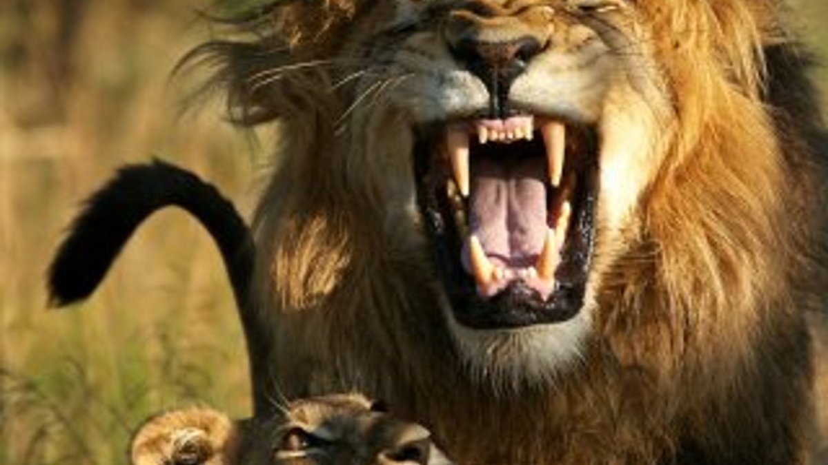 Afrika'da 14 aslan parktan kaçtı, bölge halkı panikledi
