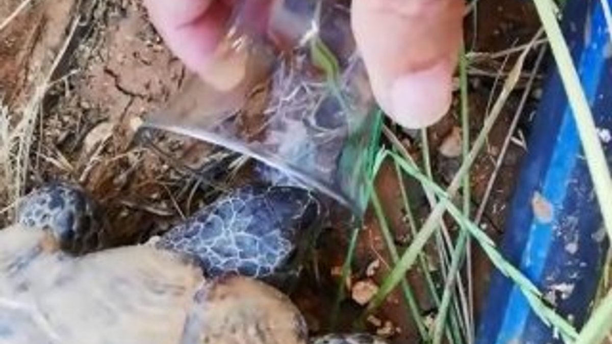 Sıcaktan bunalan kaplumbağaya çay bardağıyla su içirdi