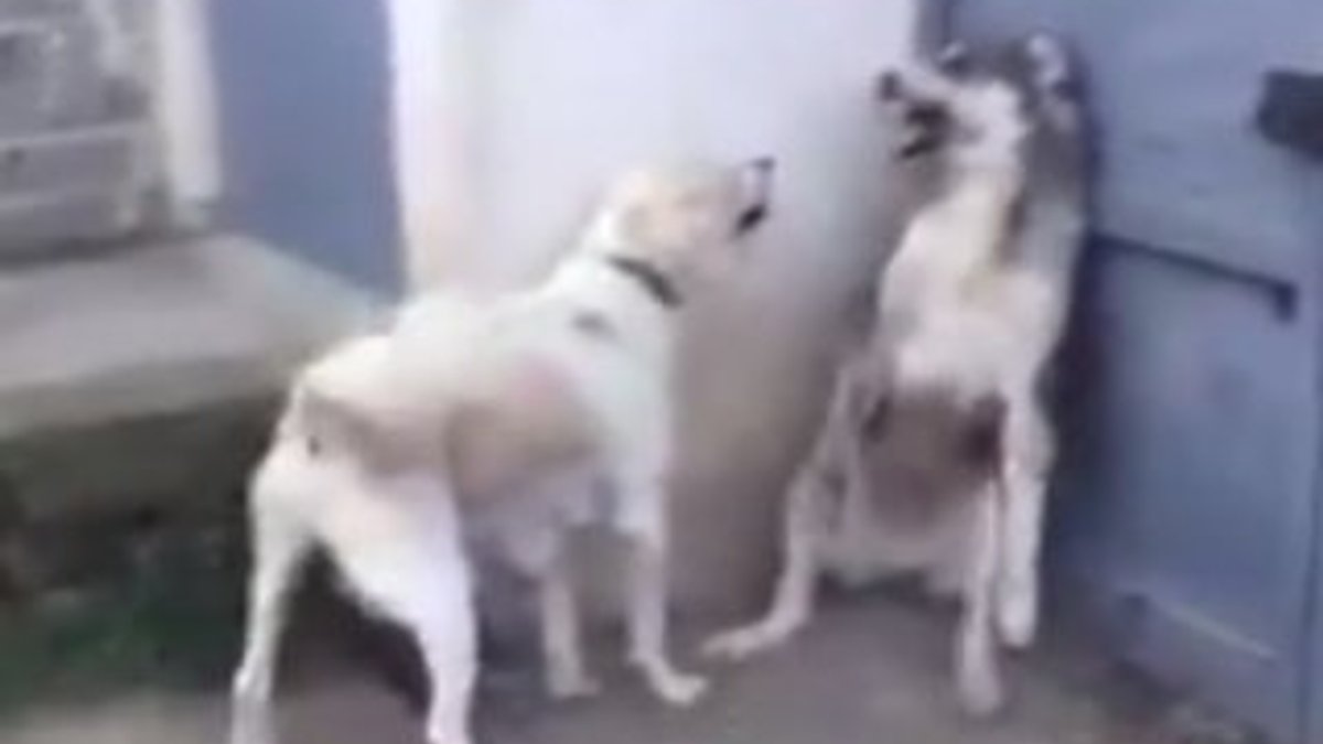 Labrador anneyi kızdıran köpeğin çaresizliği
