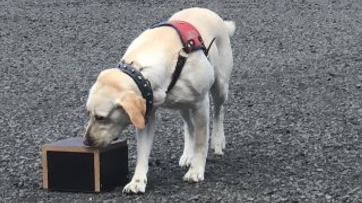Patlayıcı madde ve bomba uzmanı köpeklerin gösterisi