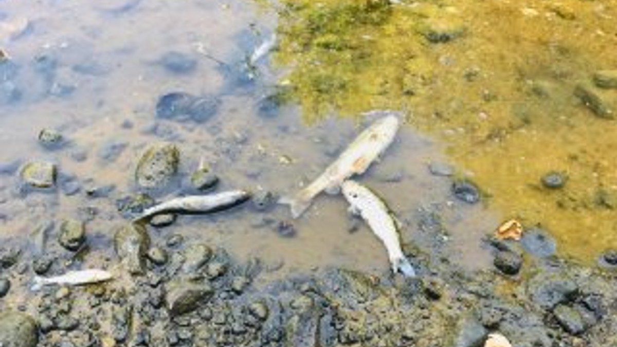 Çanakkale'de balık ölümleri korkuttu