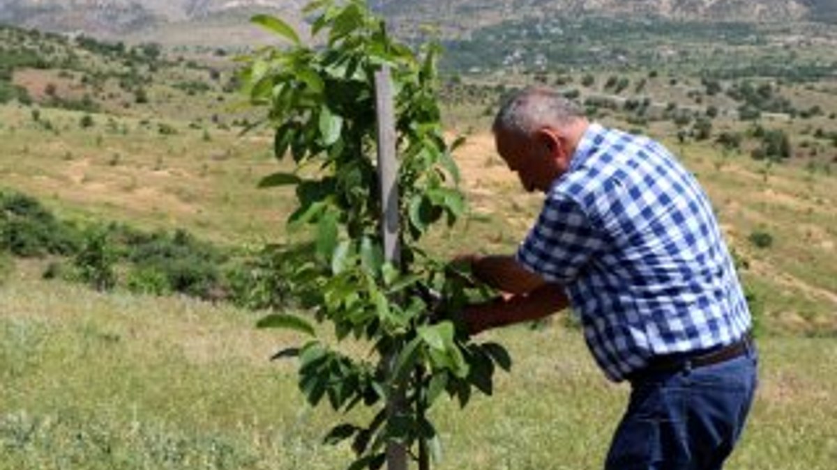 Vergi rekortmeni iş adamı köyüne döndü, ceviz dikti