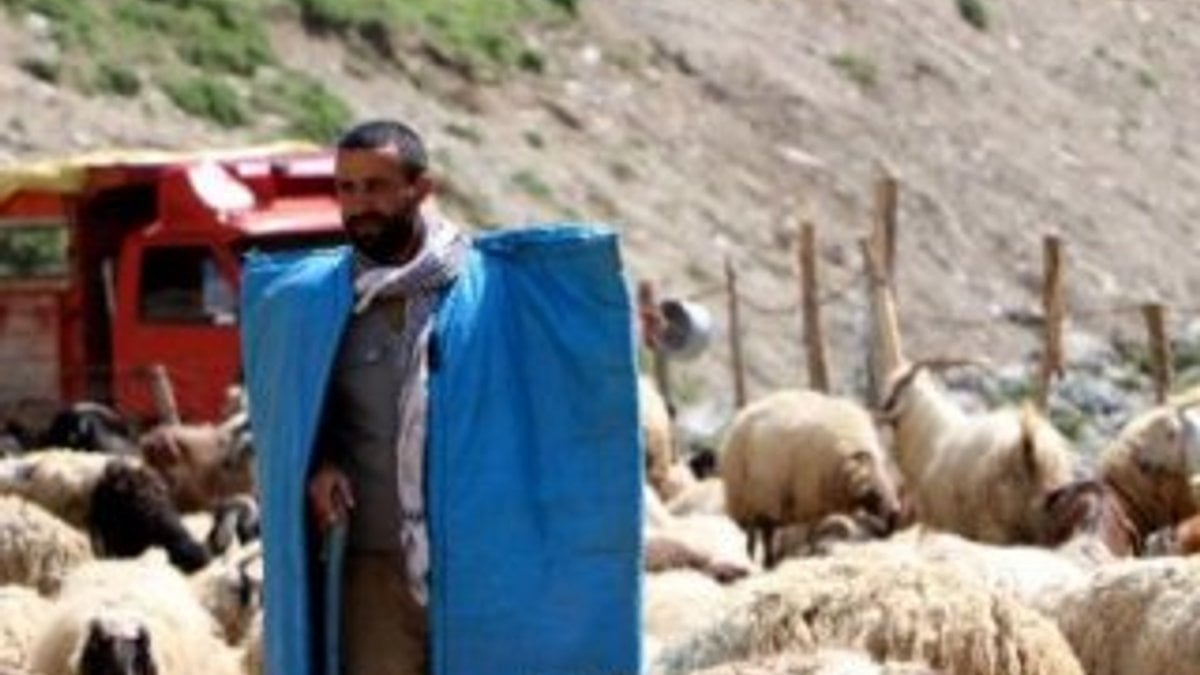 İş bulamayan üniversiteli köyüne dönüp çoban oldu