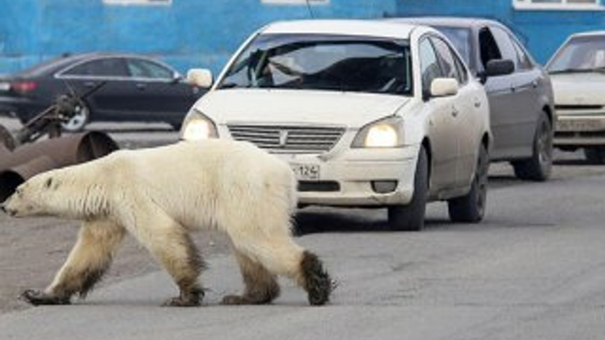 Aç kalan kutup ayısı şehre indi