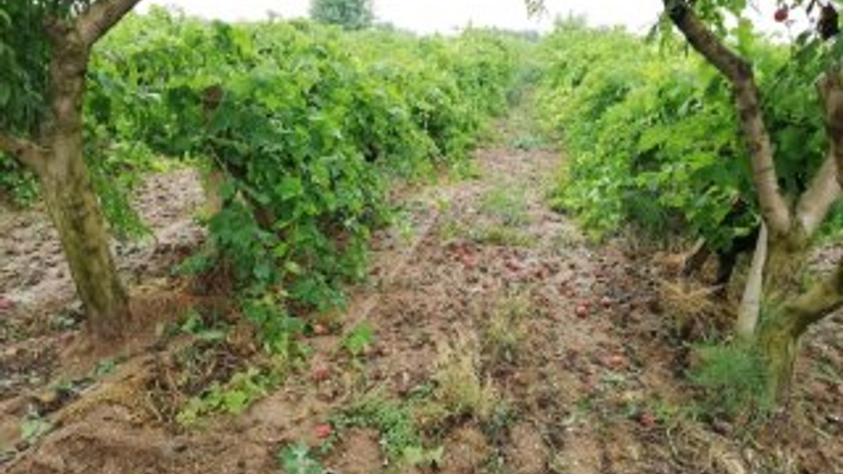 Turgutlu’da sağanak yağış tarım arazilerini vurdu