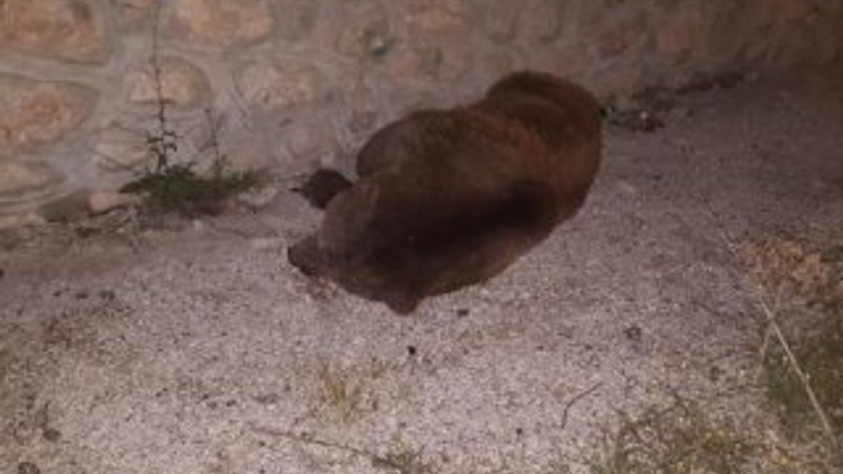Tokat'ta ticari aracın çarptığı ayı telef oldu