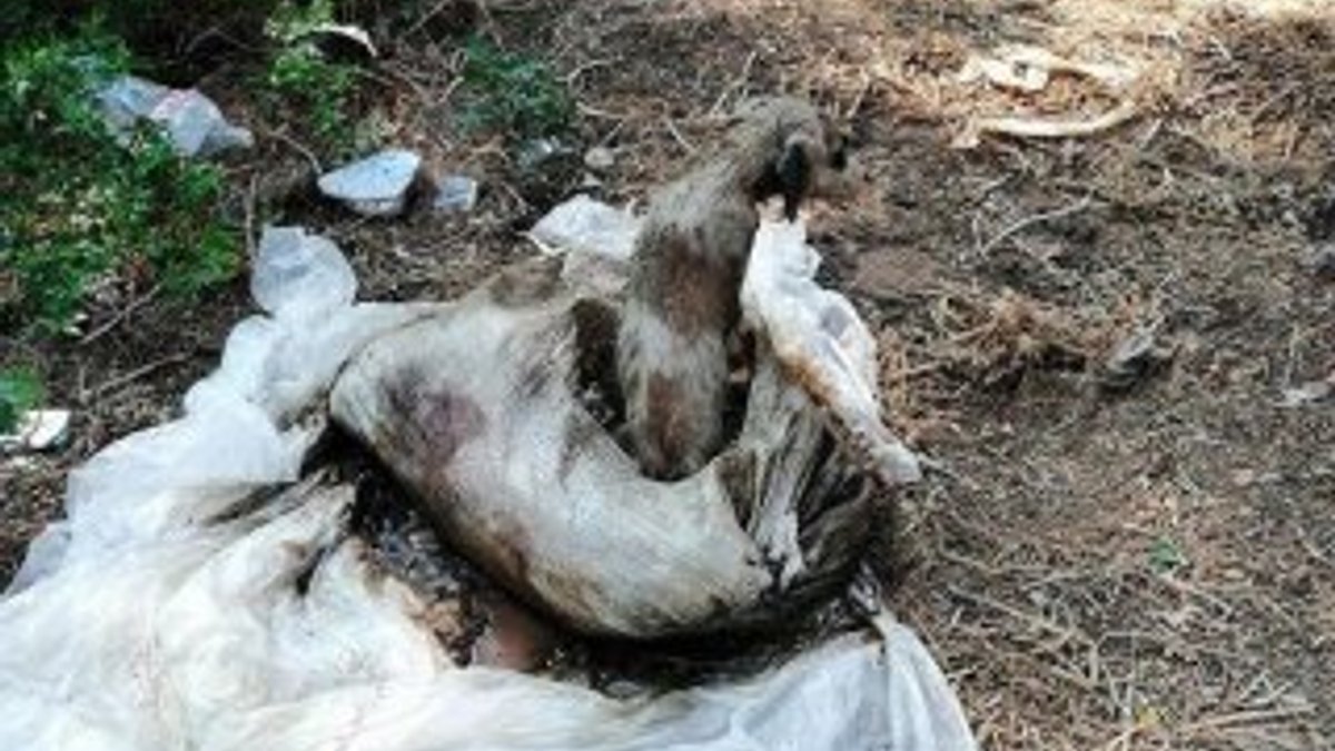 Ormanda çuvalın içinde biri ölü 2 köpek bulundu