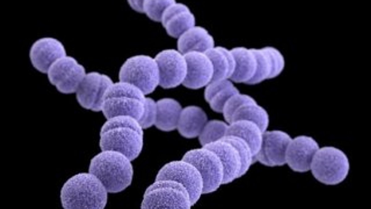 İngiltere'de 12 kişi bakteri yüzünden hayatını kaybetti