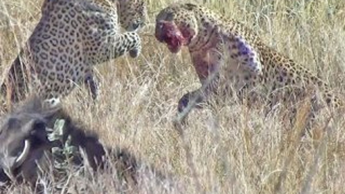 Afrika’da leoparların düellosu