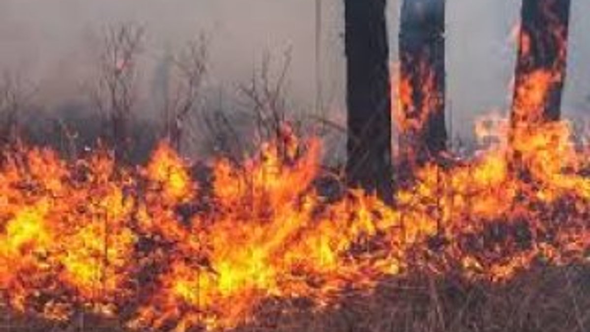 Orman yangınlarının yüzde 80'i insan kaynaklı