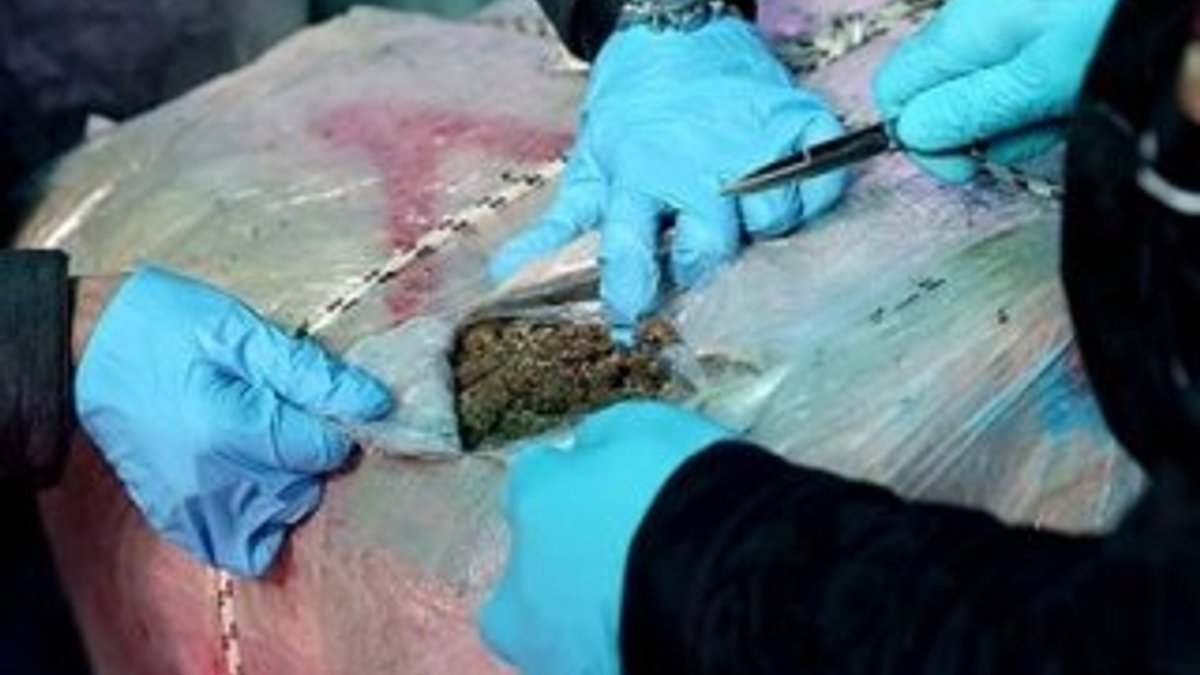 Muğla'da 1,5 ton uyuşturucu ele geçirildi