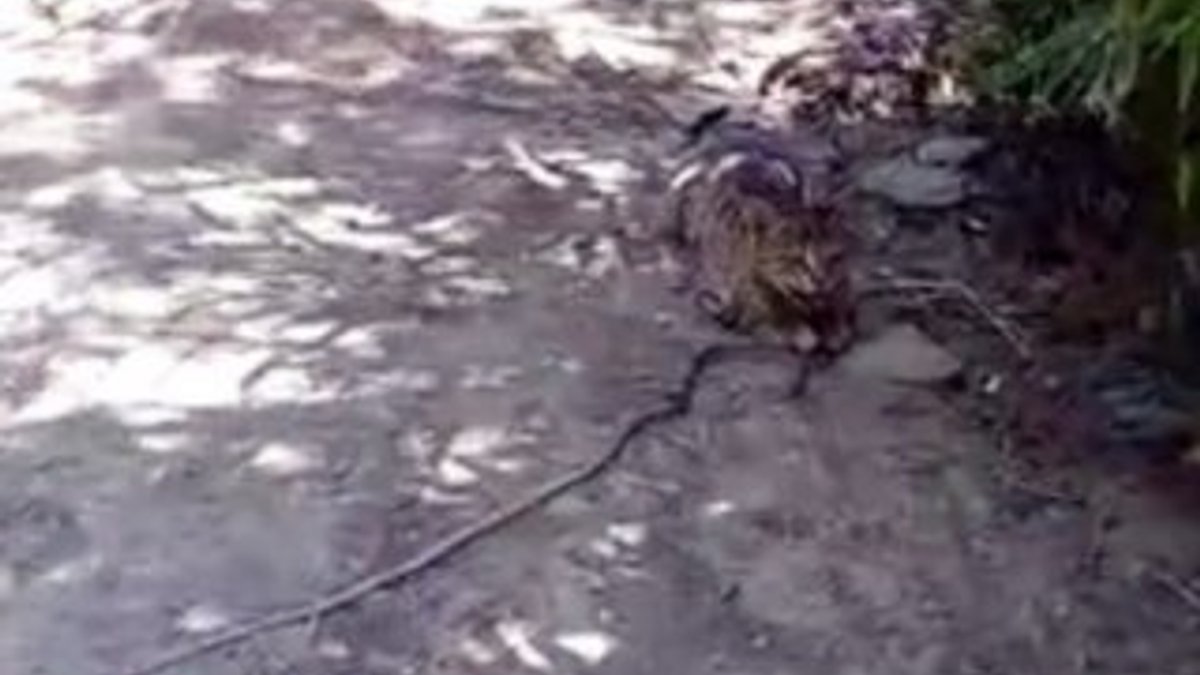 Hakkari'de kedinin yılanla oyunu kamerada