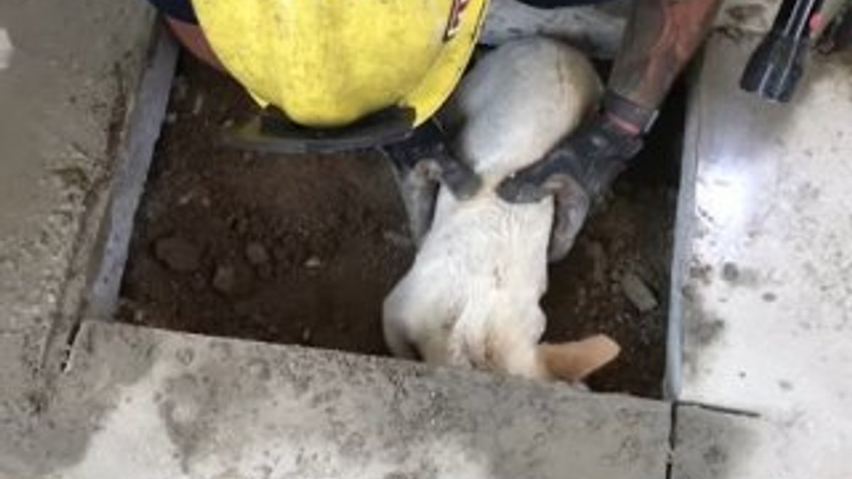 ABD'de betonun altında kalan köpek kurtarıldı