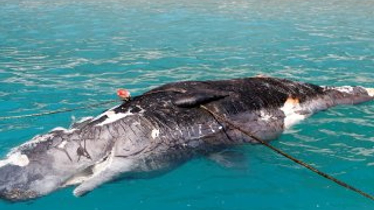Muğla'da ölü balinayı gören telefona sarıldı