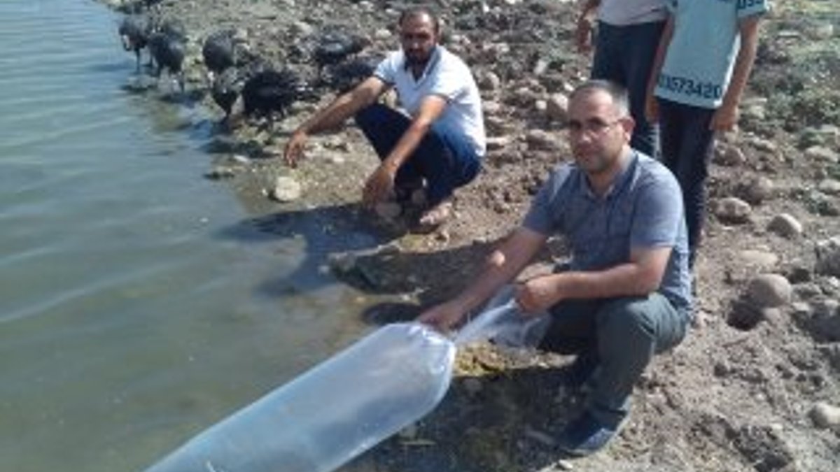 Diyarbakır’daki göletlere 121 bin sazan bırakıldı