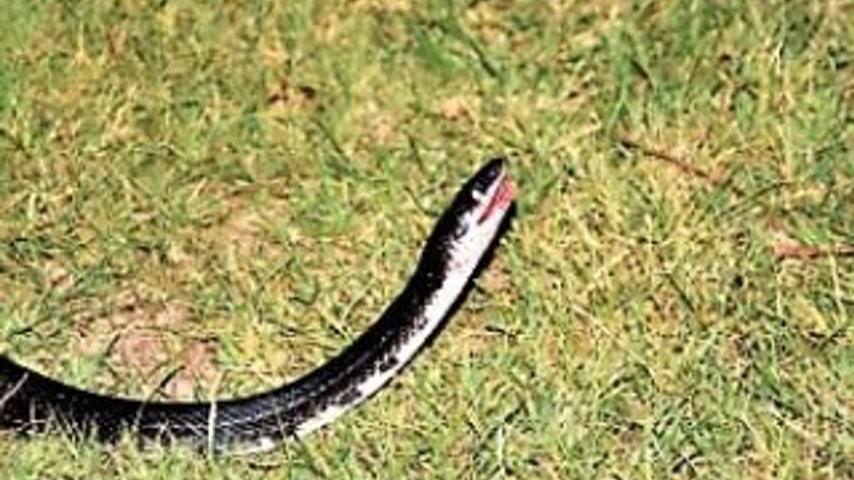 ABD'de şoföre yılan atan şahıs aracı çaldı