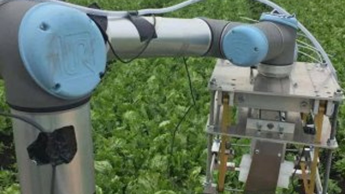 Yapay zekaya sahip, marul toplayabilen sebze robotu