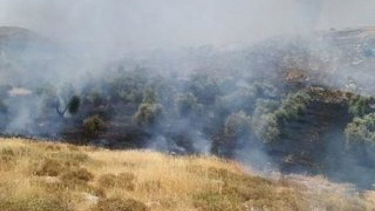 Yahudiler Filistinlilere ait zeytin ağaçlarını yaktı