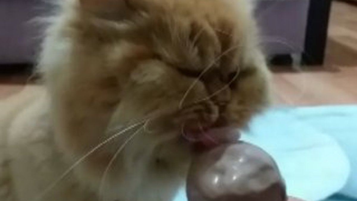 Dondurma yiyen kedinin keyfi güldürdü