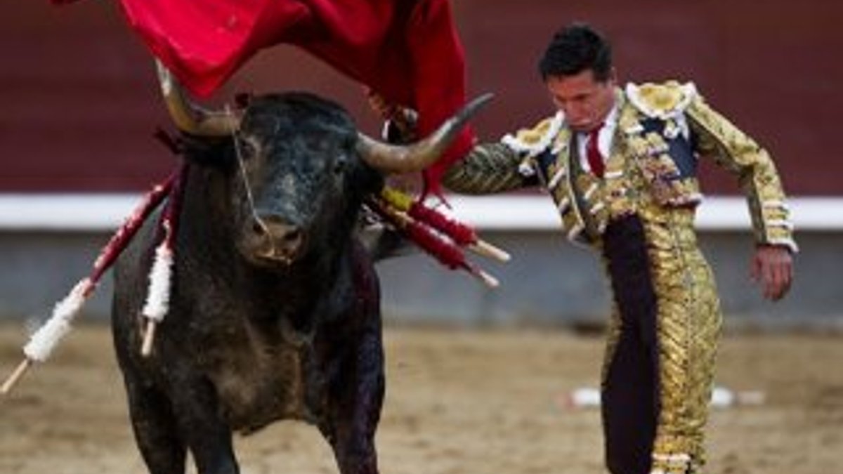 İspanya'da boğa güreşleri yaralamaya devam ediyor