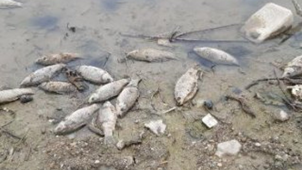 Altınkaya Baraj Gölü'nde toplu balık ölümleri