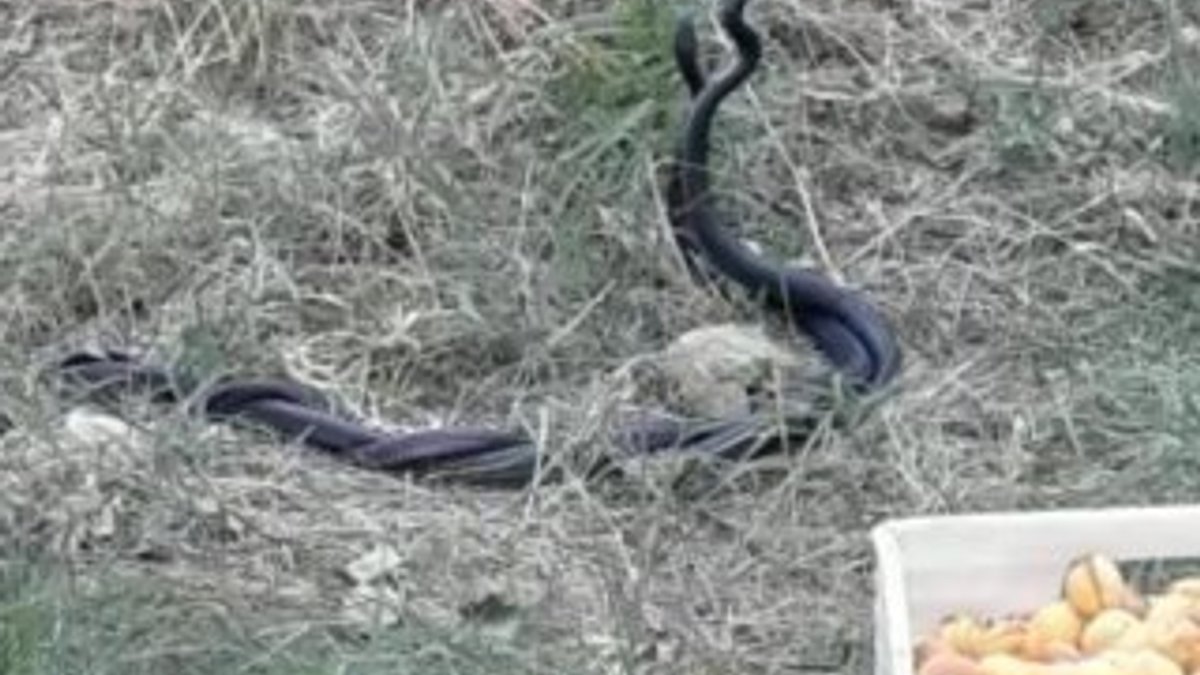 Malatya'da kayısı bahçesindeki yılanların dansı