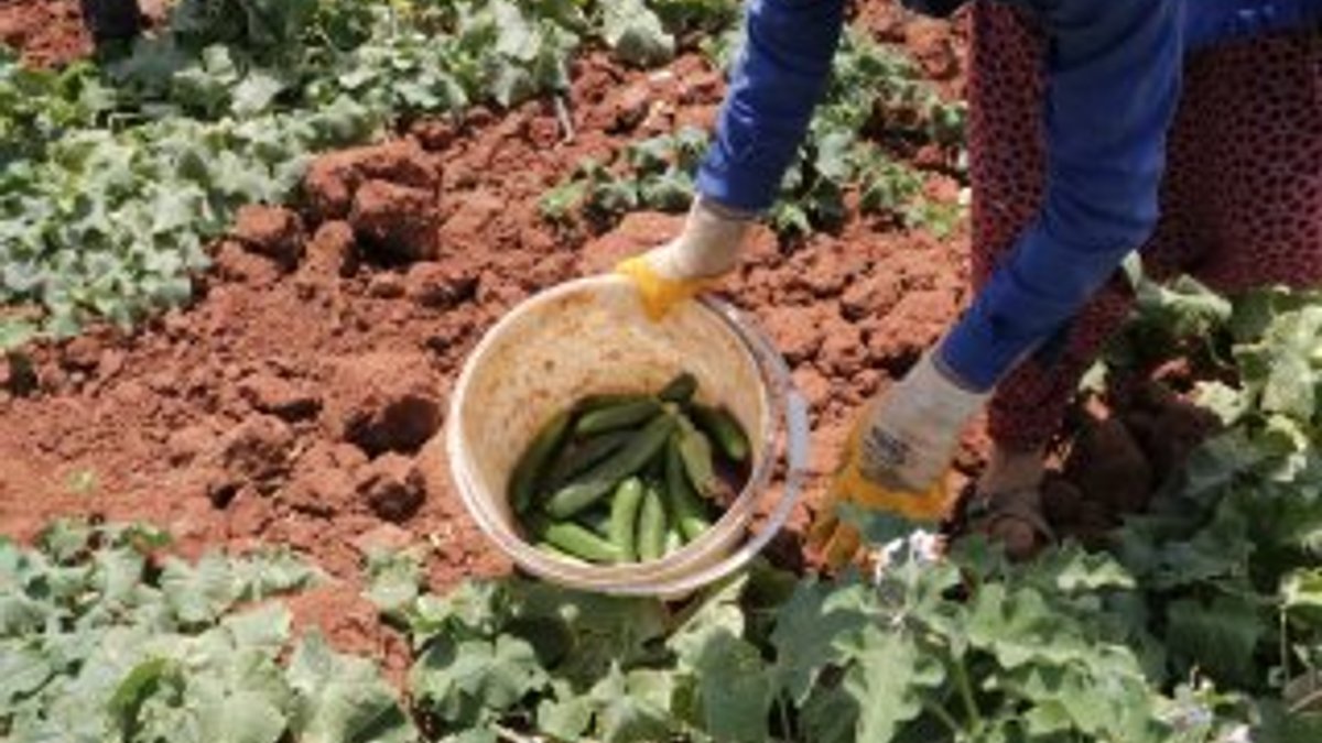 Kahramanmaraş'ta tarlada salatalığın kilosu 50 kuruş