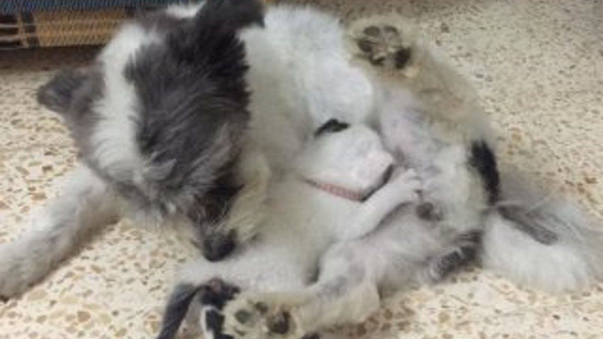 Annesiz kalan yavru kediye köpek annelik yapıyor